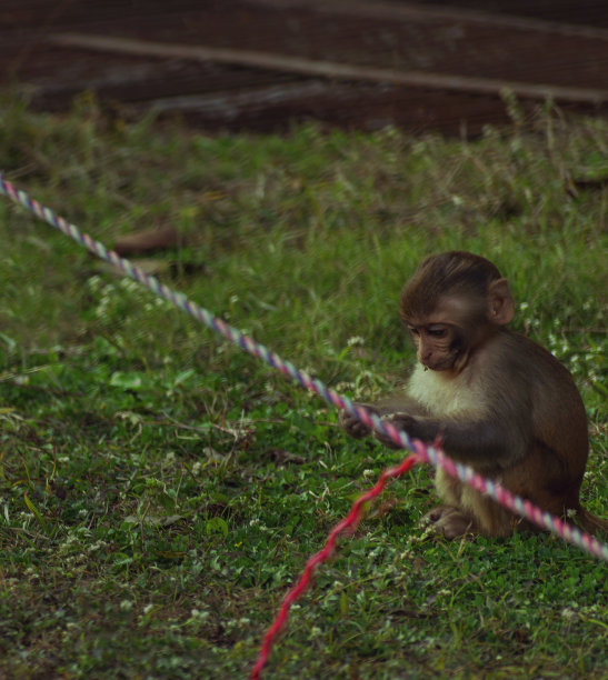 小猴子图片下载