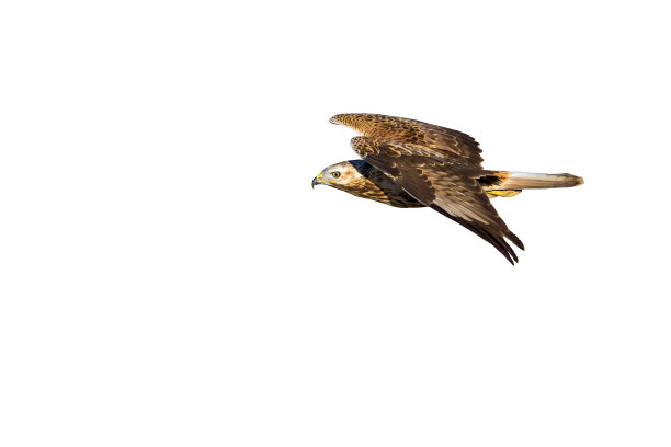 飞翔的鹰图片下载