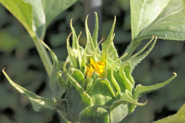 一朵向日葵的花蕾刚刚在阳光下开放图片下载