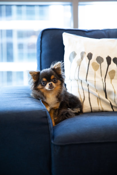 在家享受沙发的狗狗图片下载