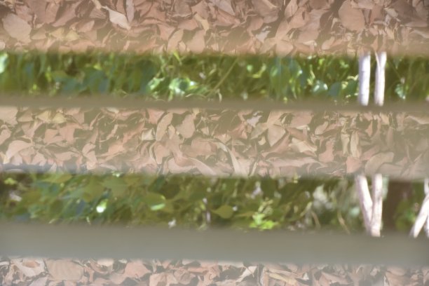 窗户上落叶的倒影图片下载