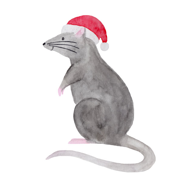 圣诞老鼠在红帽子的水彩插图图片下载