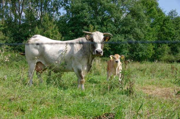 白奶牛和小牛图片下载