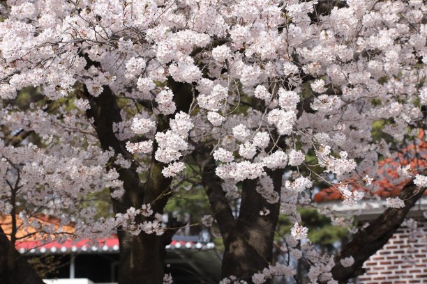 樱花的景色图片下载