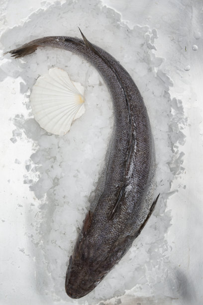 冰上的鱼图片下载