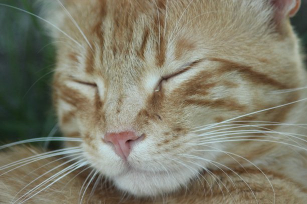 橘色虎斑猫图片下载