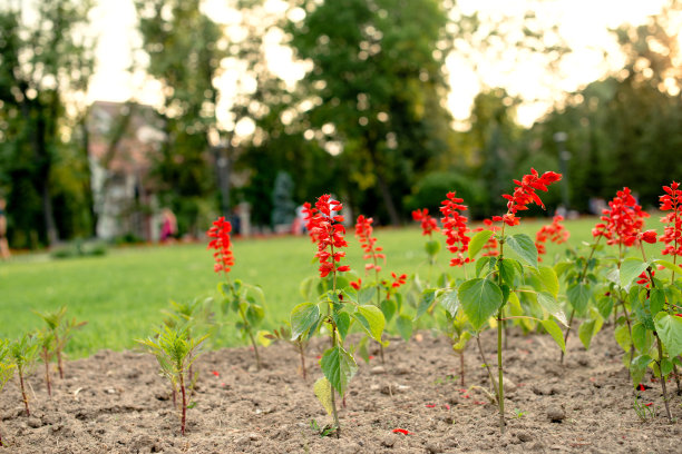 花在公园图片下载