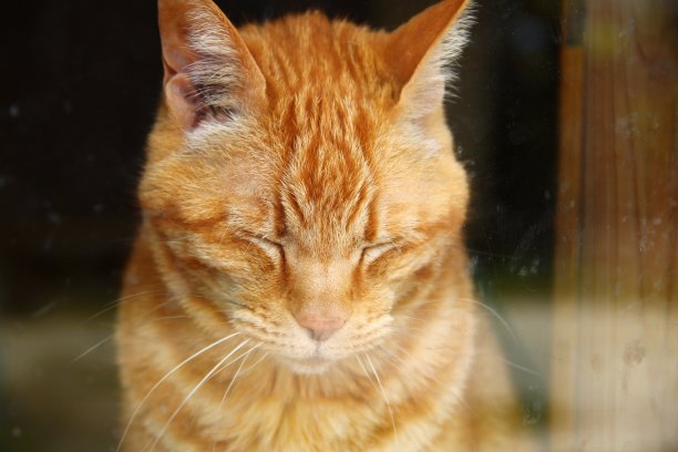 沉睡的猫图片下载