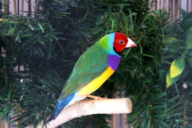 Gouldian雀图片下载