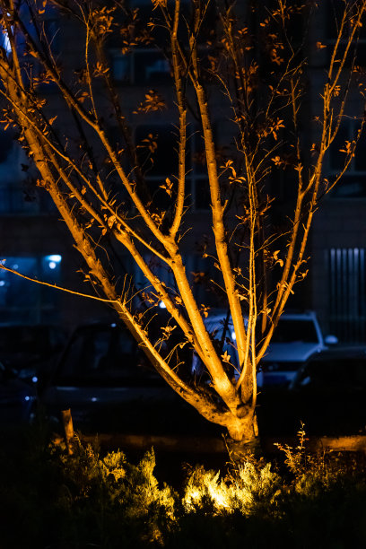 花坛的夜景与节能灯，室外灯(灯笼，护柱)照亮了花园的人行道在晚上图片下载