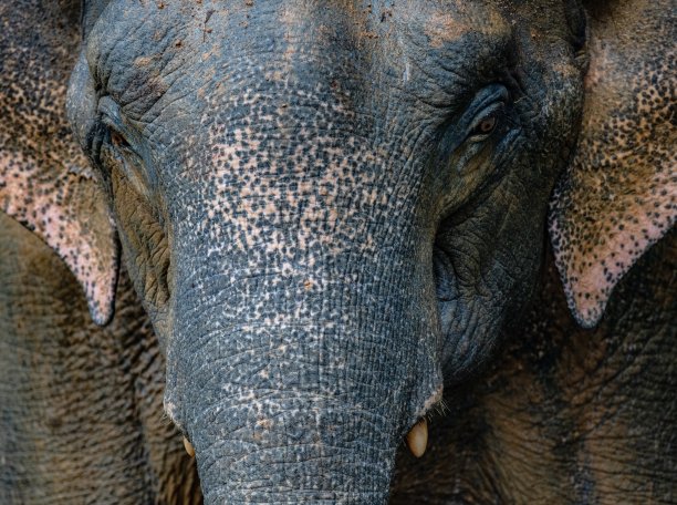 泰国南部的野象近距离观看图片下载