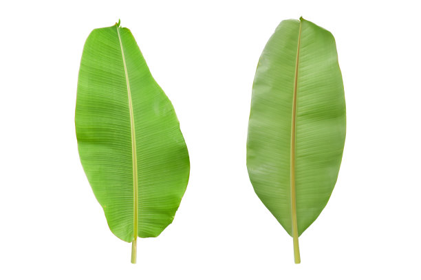 在白色背景上分离的新鲜香蕉叶。后和前视图与剪切路径图片下载