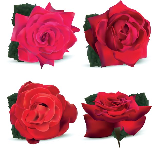收集白色背景上的红玫瑰。图标的玫瑰。3d现实玫瑰近距离。矢量插图。图片下载