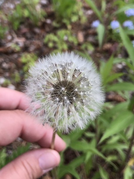 蒲公英图片下载