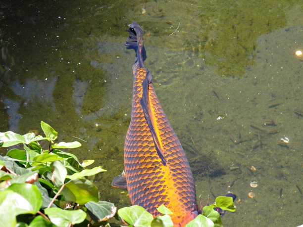 池塘里有锦鲤图片下载