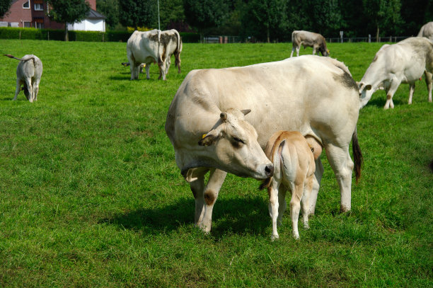 白奶牛和小牛图片下载