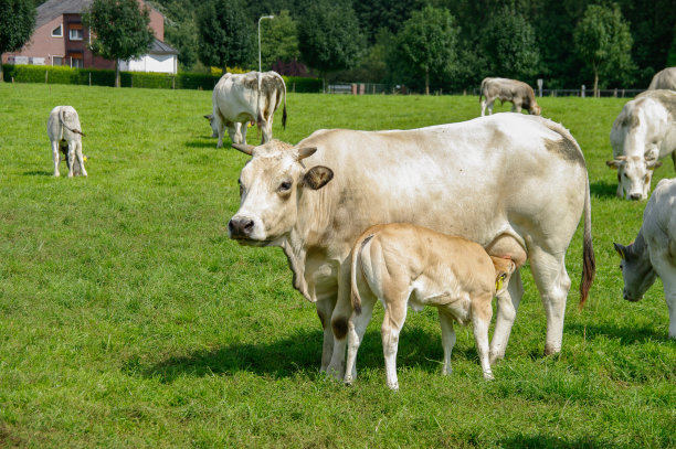 白奶牛和小牛图片下载