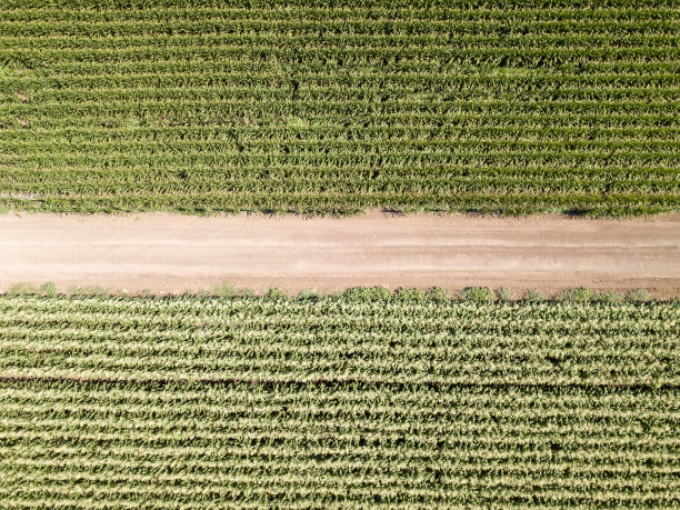 航拍成熟玉米田图片下载