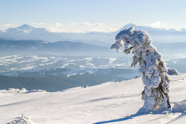 雪覆盖着冬天山上弯曲的小松树。北极景观。缤纷的户外场景，快乐的新年庆祝理念。艺术风格后期处理照片。图片下载