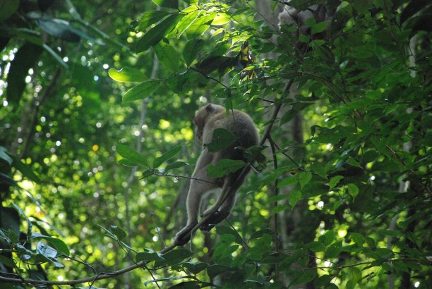 在泰国的丛林里，一只猴子坐在一棵树上图片下载