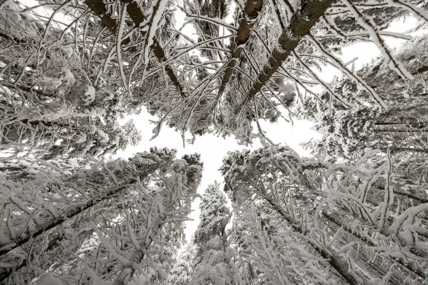 美丽的冬季图片：覆盖着积雪和霜冻的云杉树，新年和圣诞节贺卡图片下载