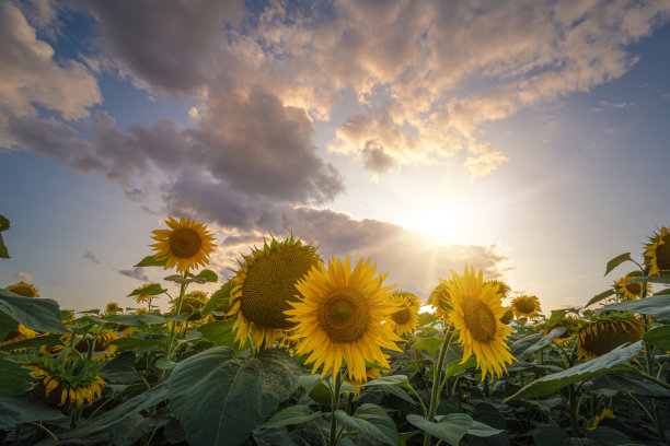 向日葵田下美丽的夏季日落天空在夕阳光线照射。图片下载