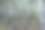 美丽的白桦林在一个温暖的夏日图片下载