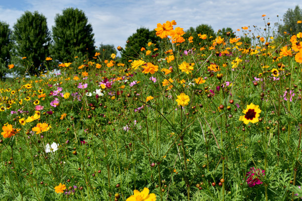 阳光下的多色野花田图片下载