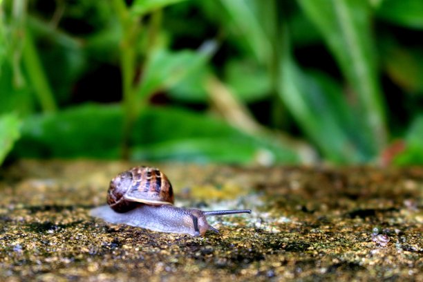 雨天墙上的蜗牛图片下载