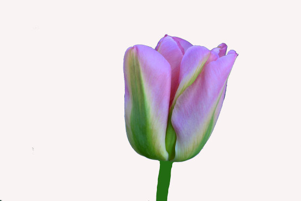 粉红色郁金香孤立在白色的背景上图片下载