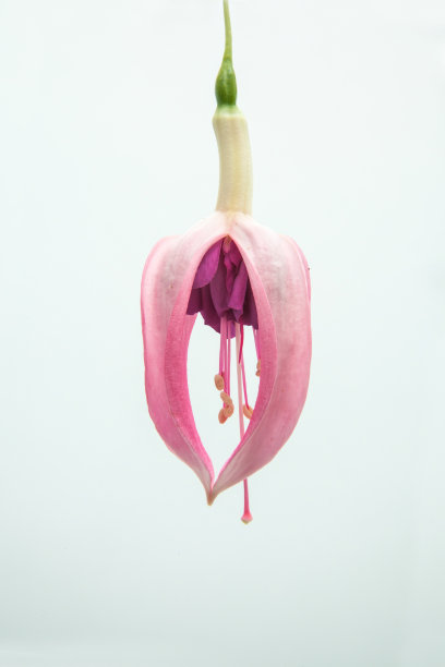 樱红色点缀图片下载