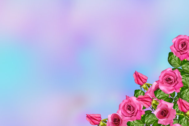 花蕾开花了。图片下载