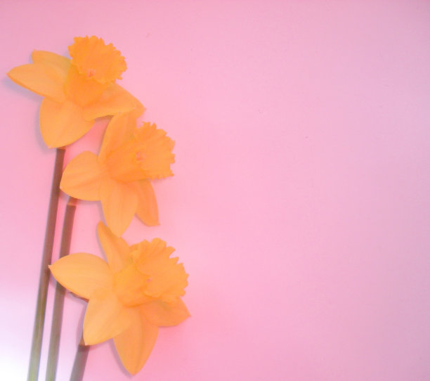 明亮的春天黄色水仙花在粉红色的背景图片下载