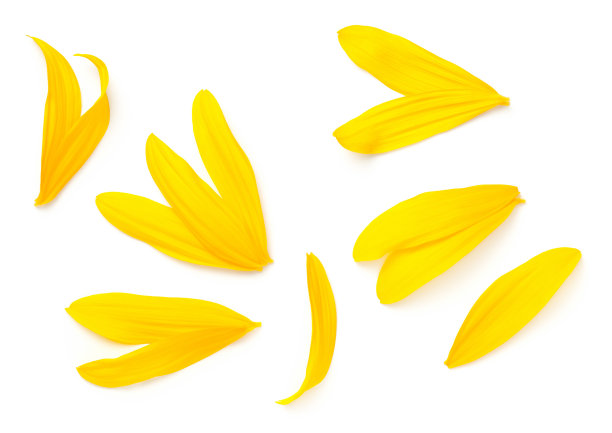 向日葵花瓣孤立在白色的背景图片下载