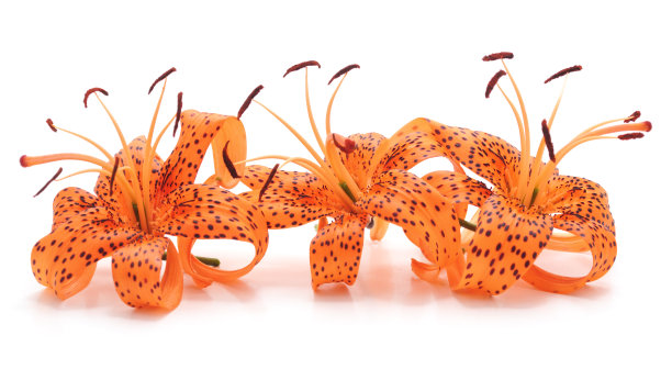 三个老虎百合。图片下载