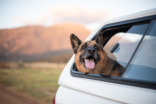 快乐的德国谢泼德图片下载
