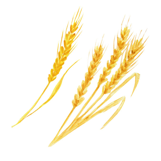 现实的小麦穗上的白色背景。水彩秋叶手绘插画。素材图片