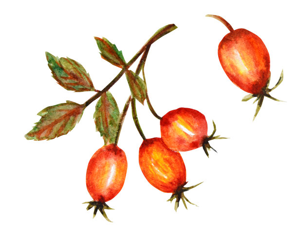 狗的一根树枝长着三个红浆果和绿色的叶子。水彩画，孤立在白色背景上。图片下载