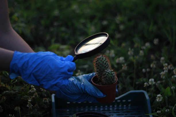 女人发现植物图片下载