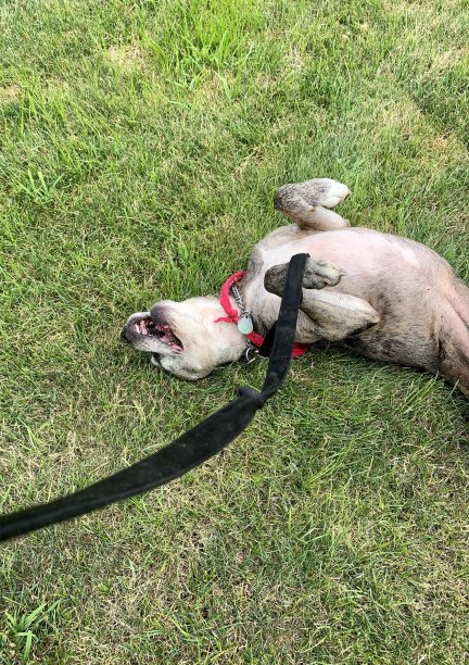 狗在草地上打滚图片下载