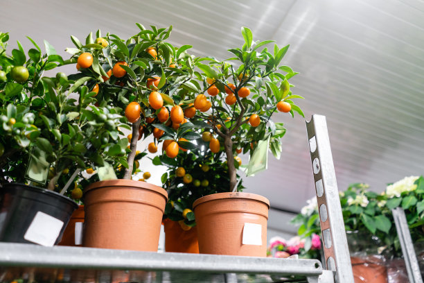 在花店的花盆里有许多不同的植物。花园中心和批发供应商的概念。绿色背景。许多树叶。图片下载