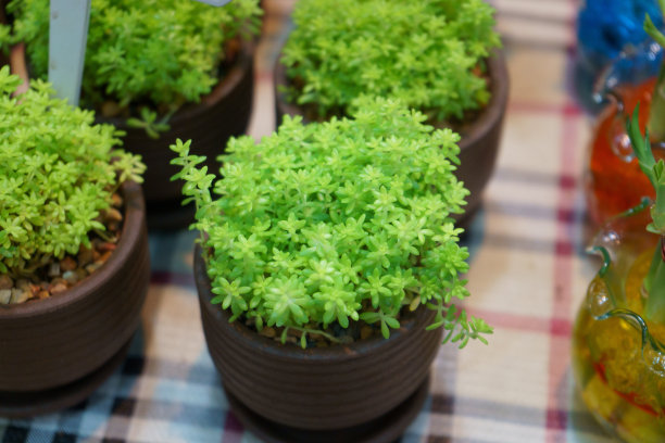 盆栽小树种。家居、办公室室内设计及装饰的概念形象图片下载