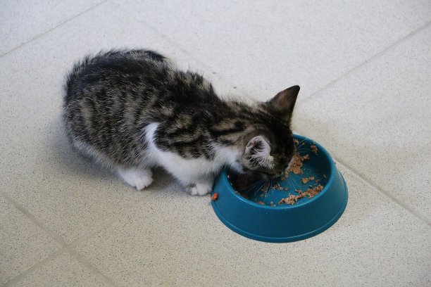 美丽的小猫正坐在地板上吃东西图片下载