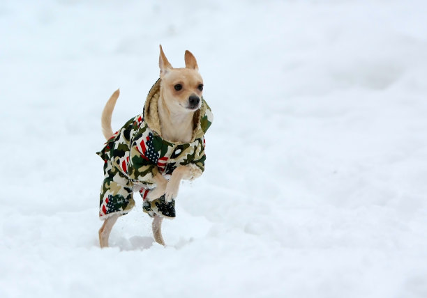 雪中穿着衣服的白色小狗。图片下载