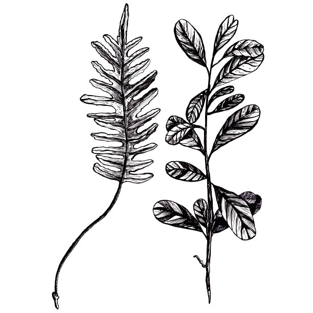 叶子。图片下载