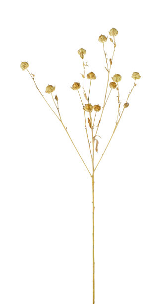 白色背景的亚麻穗。一盒盒成熟的亚麻籽。图片下载