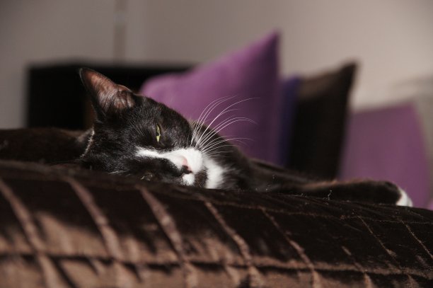 其余的图片下载