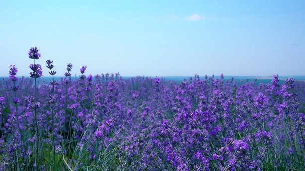 郁郁葱葱的薰衣草花丛中盛开的薰衣草田特写图片下载