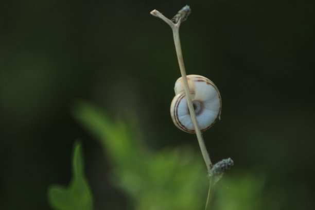 腹足类动物的壳图片下载