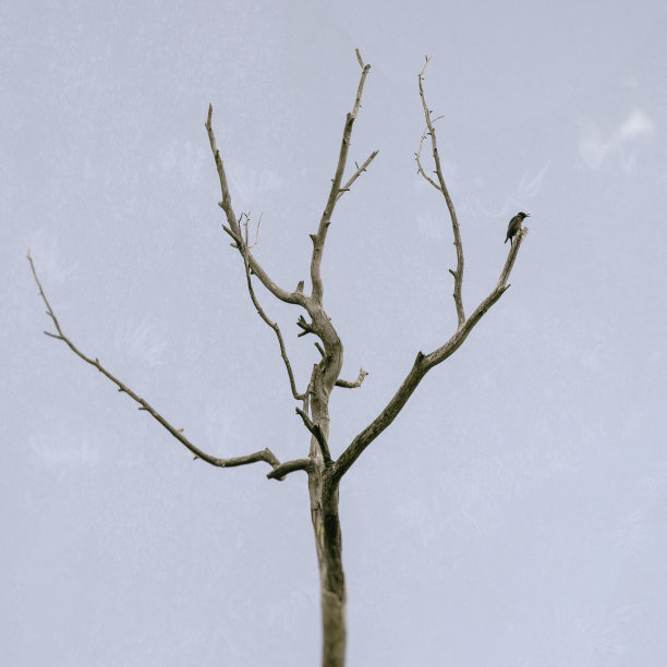 唱歌的鸟图片下载